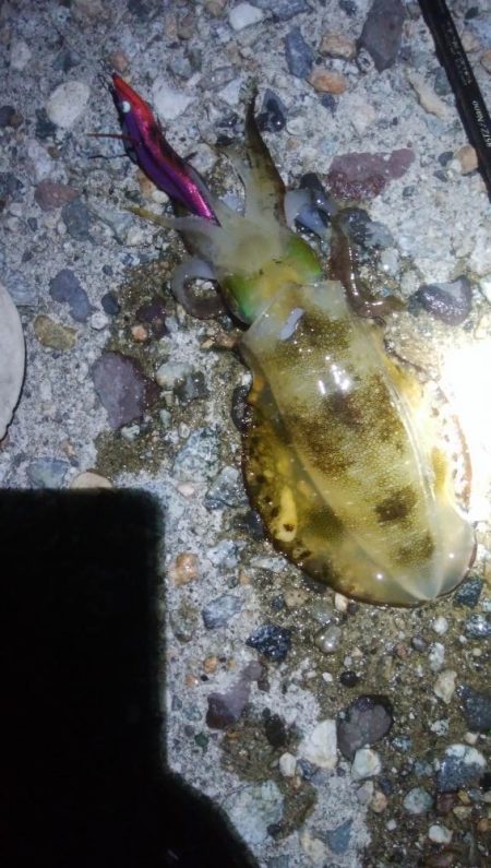 アオリイカ1杯！カマス11匹！小アジ1匹！…