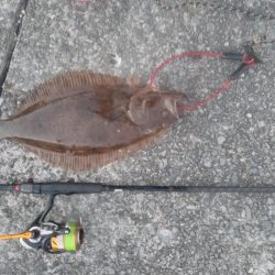 ヒラメ、カンパチ、ブリ！！