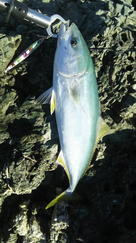 秋の青物狙いpart 2