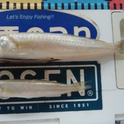 良型キスが釣れました