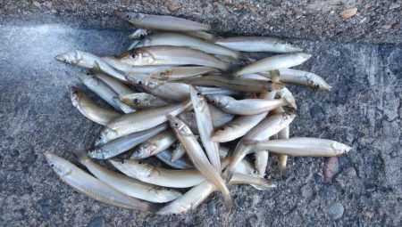 やっと時合を捉えました