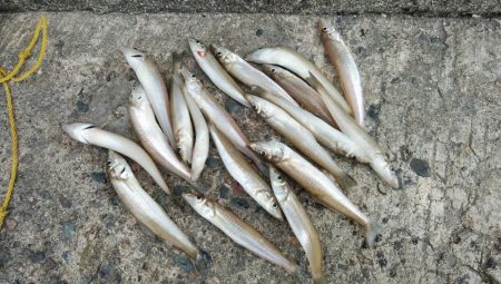 活性下げた播磨新島のキス