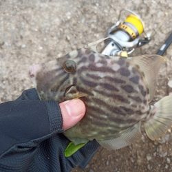 2022/10/08 須磨ライトゲーム釣行