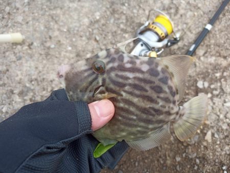 2022/10/08 須磨ライトゲーム釣行