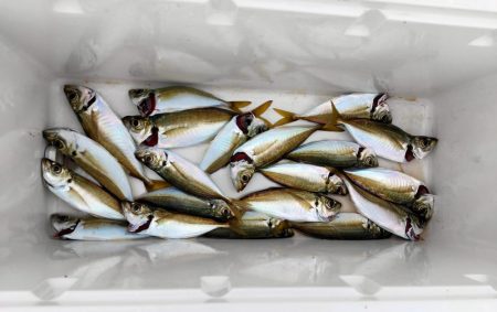 久々のアジとまたセイゴ