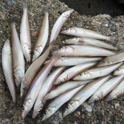 東二見西水路のキス釣査