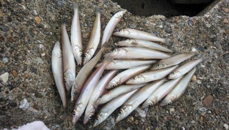 東二見西水路のキス釣査