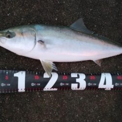 夕マズメ神戸空港でメジロ