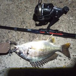 2022/10/12 南港ライトゲーム釣行