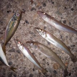 久しぶりの買い物待ち釣行