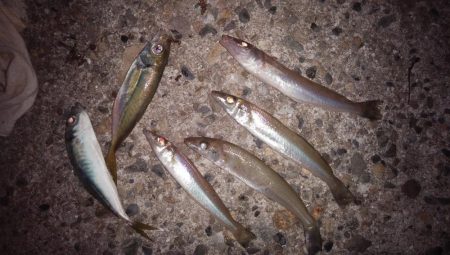 久しぶりの買い物待ち釣行