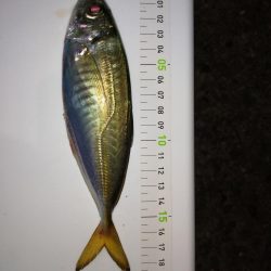 久しぶりのアジ釣り