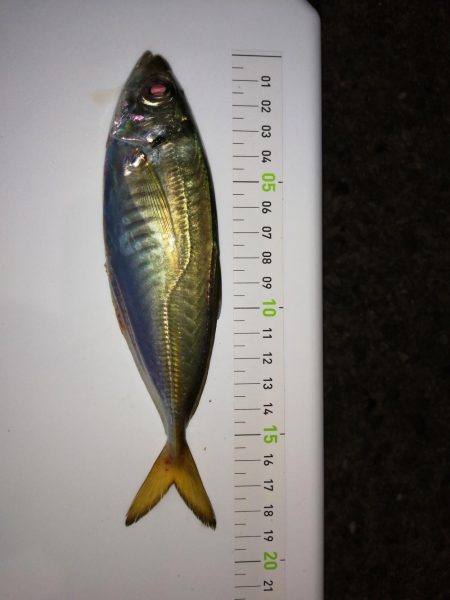 久しぶりのアジ釣り