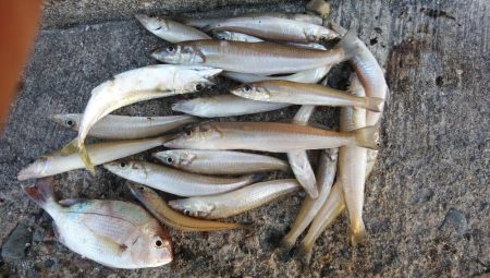 僅かな時合いを捉える事が出来ました