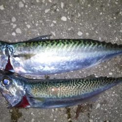 鯖しかつれない