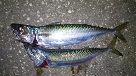 鯖しかつれない