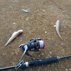 デカい青物釣りたい