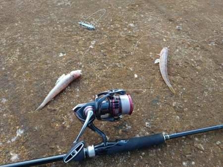 デカい青物釣りたい