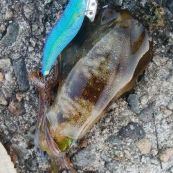 アオリイカ5杯!