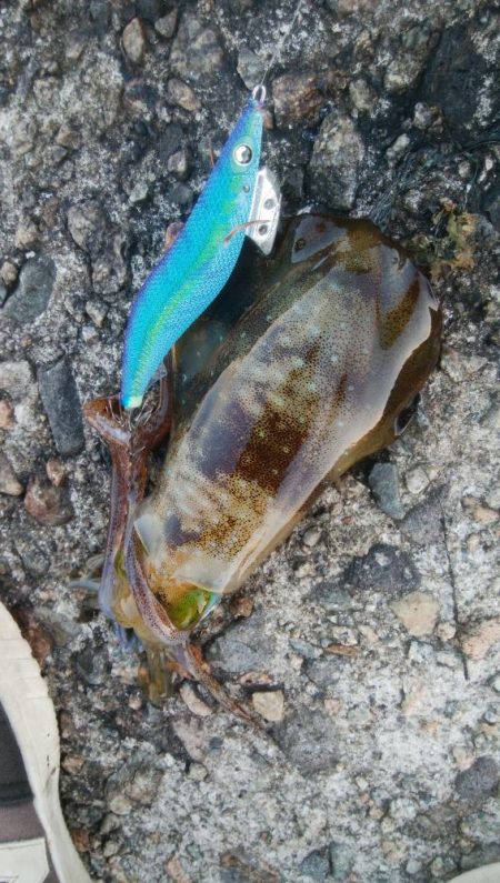 アオリイカ5杯!