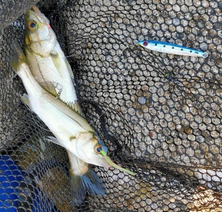 ジグサビキでセイゴ