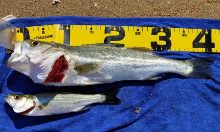 ジグサビキでシーバス