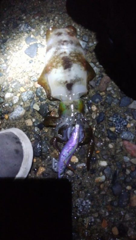 アオリイカ2杯！