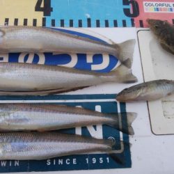 江井ヶ島のキス調査