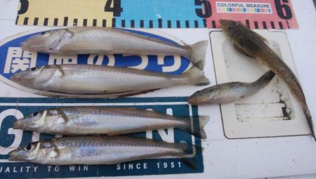 江井ヶ島のキス調査