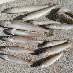 クレーン船帰港により撃沈しました