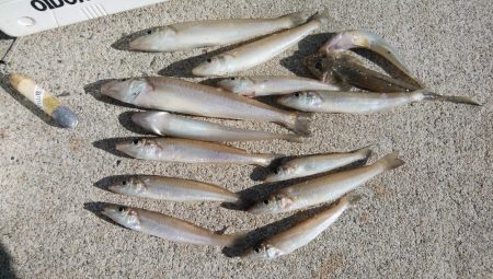 クレーン船帰港により撃沈しました