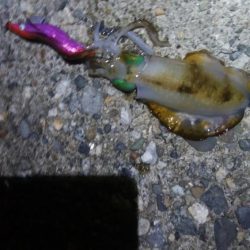 アオリイカ3杯！