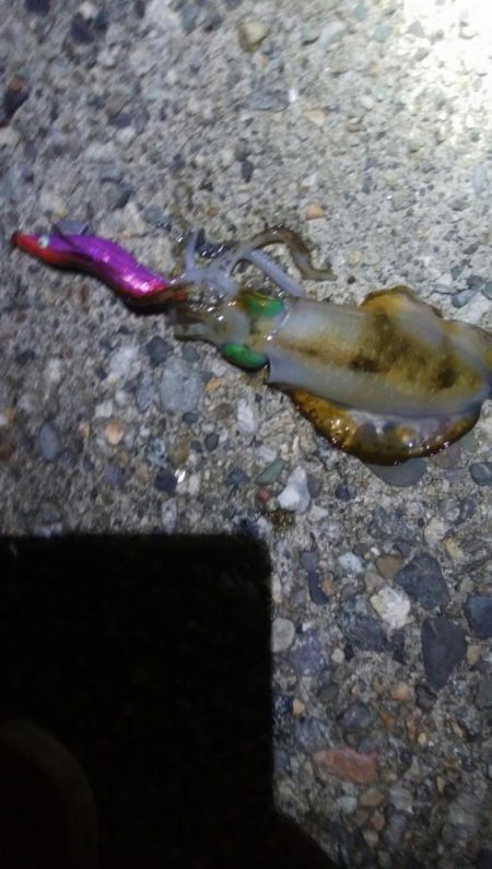 アオリイカ3杯！