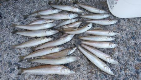 播磨新島のキス調査