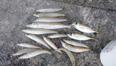 シーズン最大のキスが釣れました