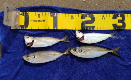 アジとママカリ