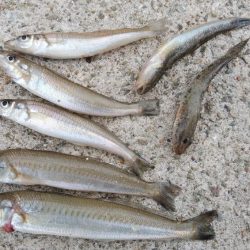 江井ヶ島のキス調査