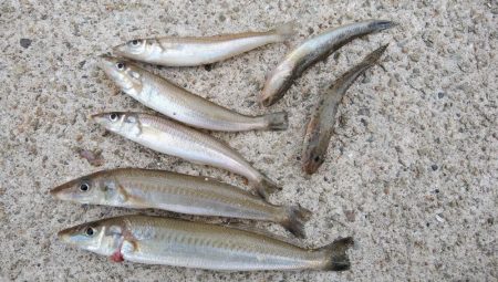 江井ヶ島のキス調査