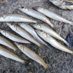 播磨新島のキス連日調査