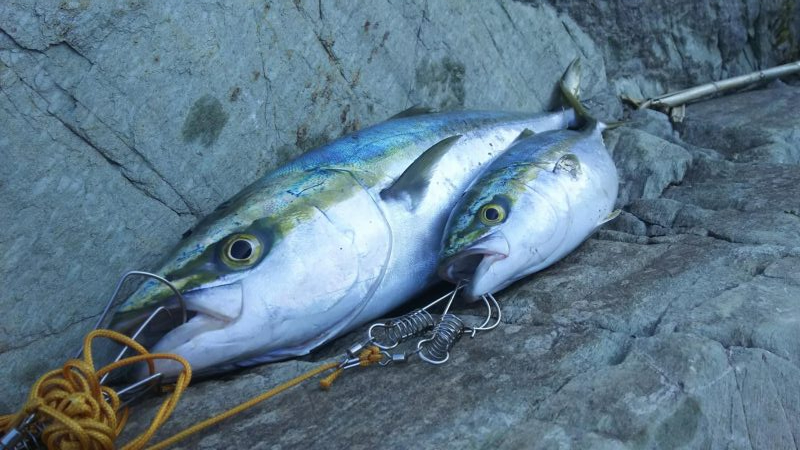 秋の青物狙いpart3～5