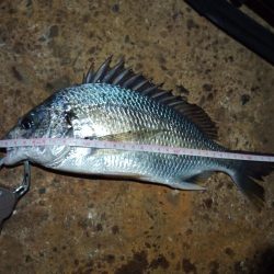 2022/10/29 南港ヘチ釣り釣行