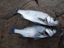 やっとシーバス！