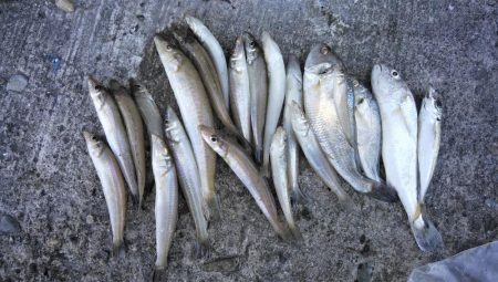 播磨新島のキス情報