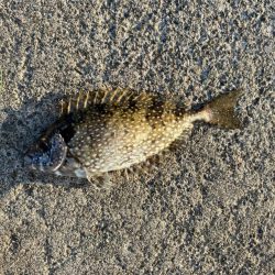 【サビキ釣り】アイゴに注意！カタクチイワシが湧いてます