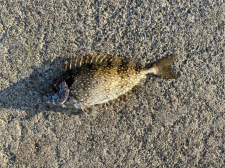 【サビキ釣り】アイゴに注意！カタクチイワシが湧いてます