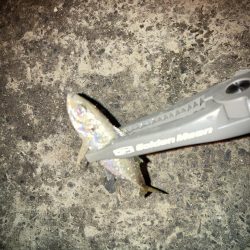 雨後のアジング