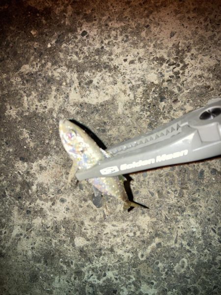 雨後のアジング