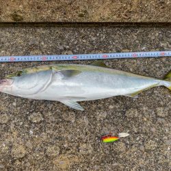 コルトスナイパーでメジロ入魂