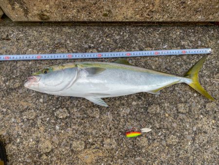 コルトスナイパーでメジロ入魂