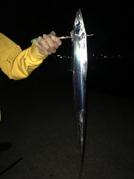 水曜日の小潮釣果